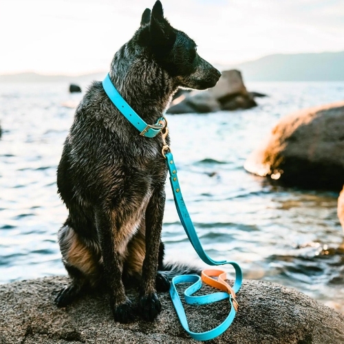 All-Weather COLLAR: Perfect for Every Season and Every Dog