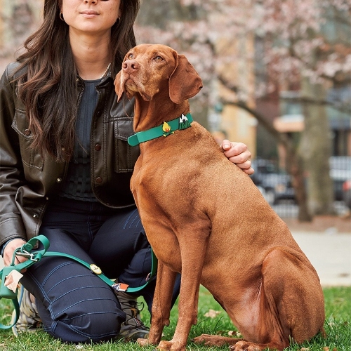 What Basic Gear Do You Need for Dog Training?