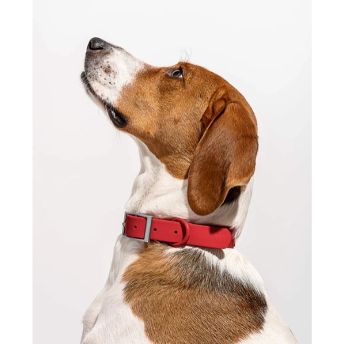 How to Choose the Perfect Collar for Your Smaller Breeds